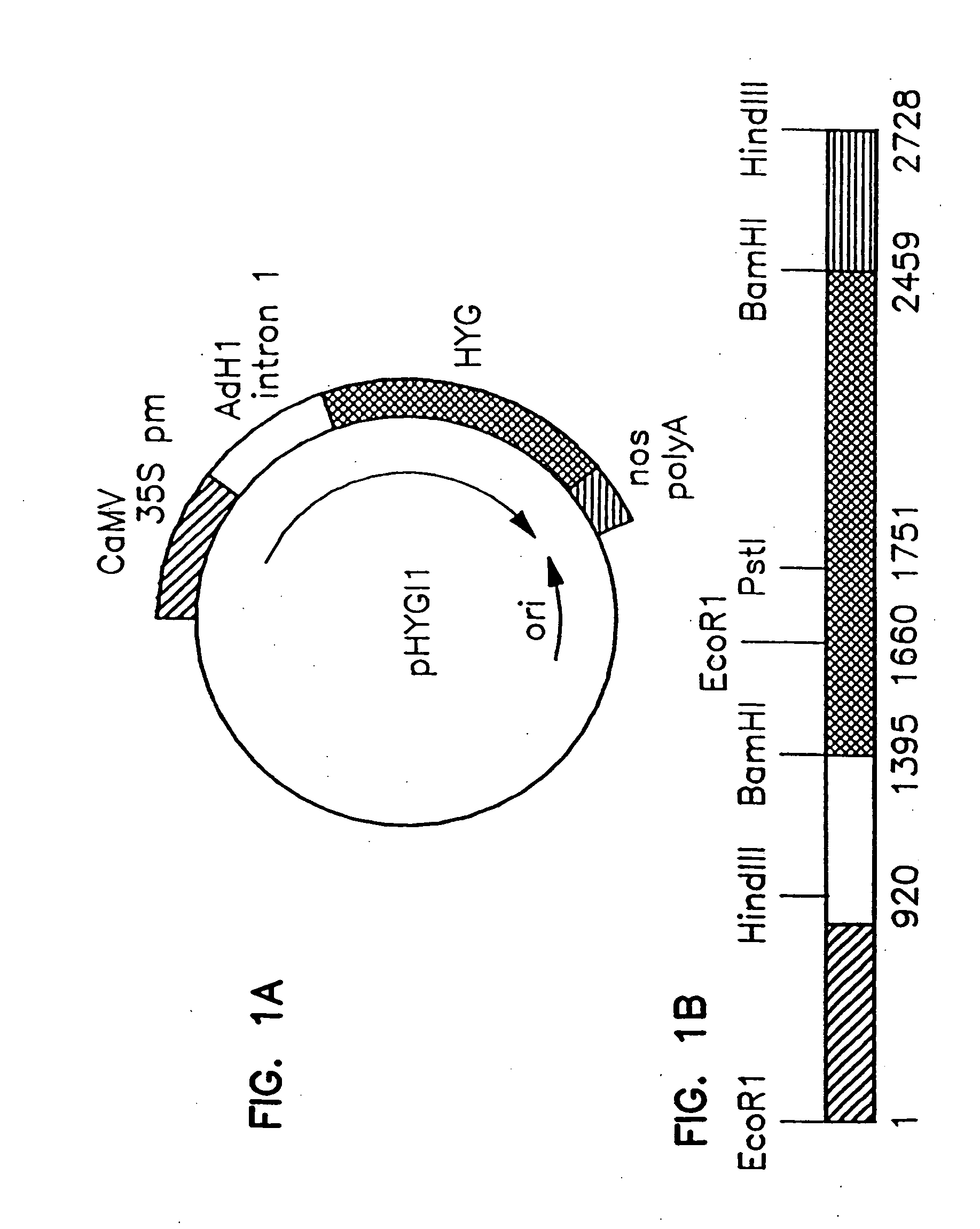 Fertile transgenic corn plants