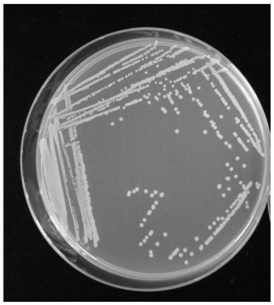 A kind of Pseudomonas bacteria strain and its application