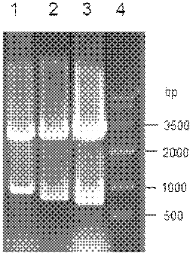 Reductase, gene and recombinase of reductase and preparation method and application of recombinase