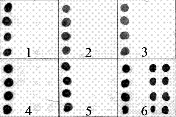 Protein chip for rapid quantitative determination of bacterial fruit blotch of watermelon and preparation method thereof