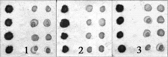 Protein chip for rapid quantitative determination of bacterial fruit blotch of watermelon and preparation method thereof
