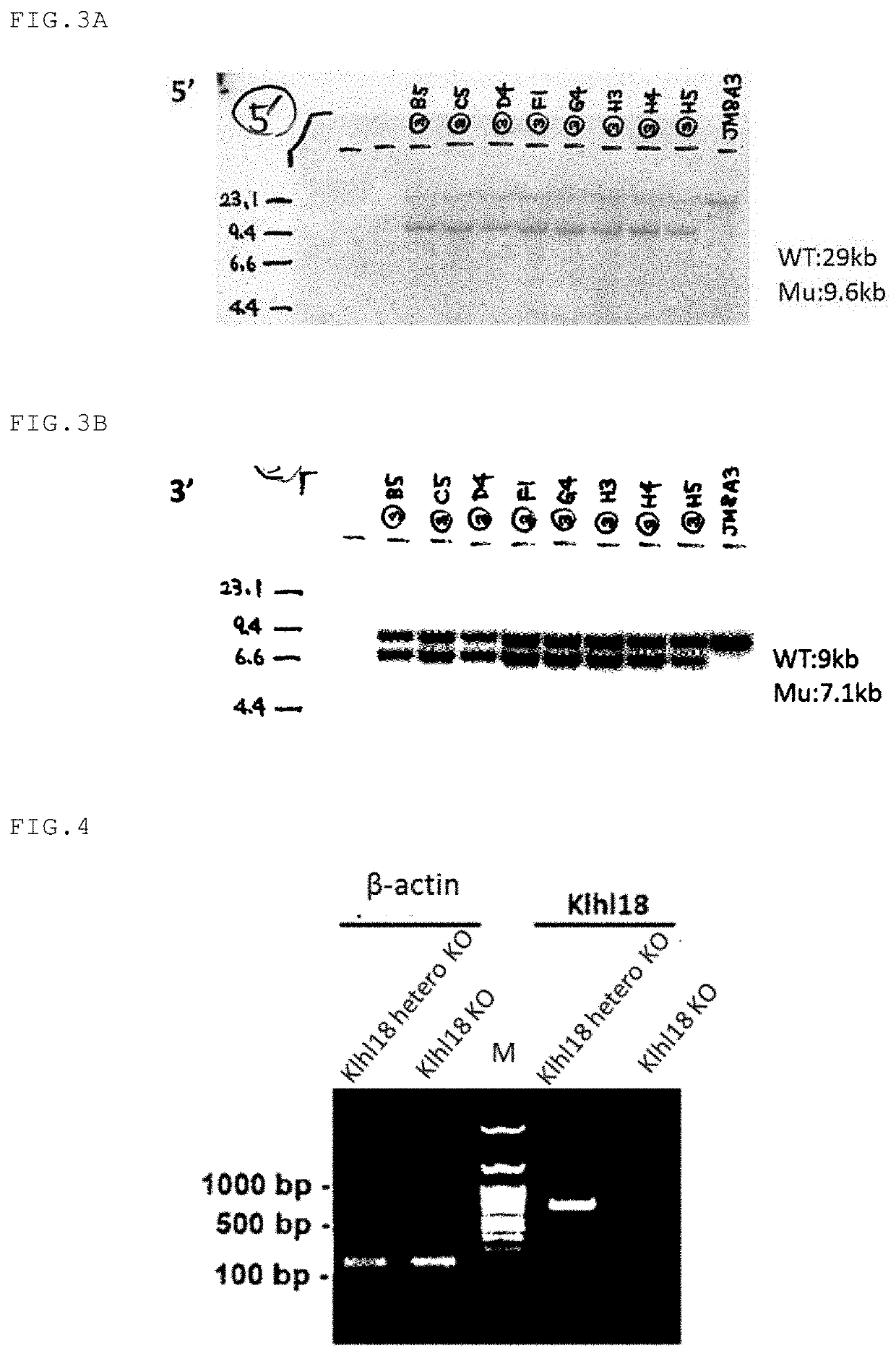 Agent for inhibiting or reducing light sensitivity