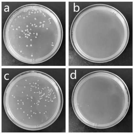 A kind of preparation method of nano silver/cellulose composite antibacterial material