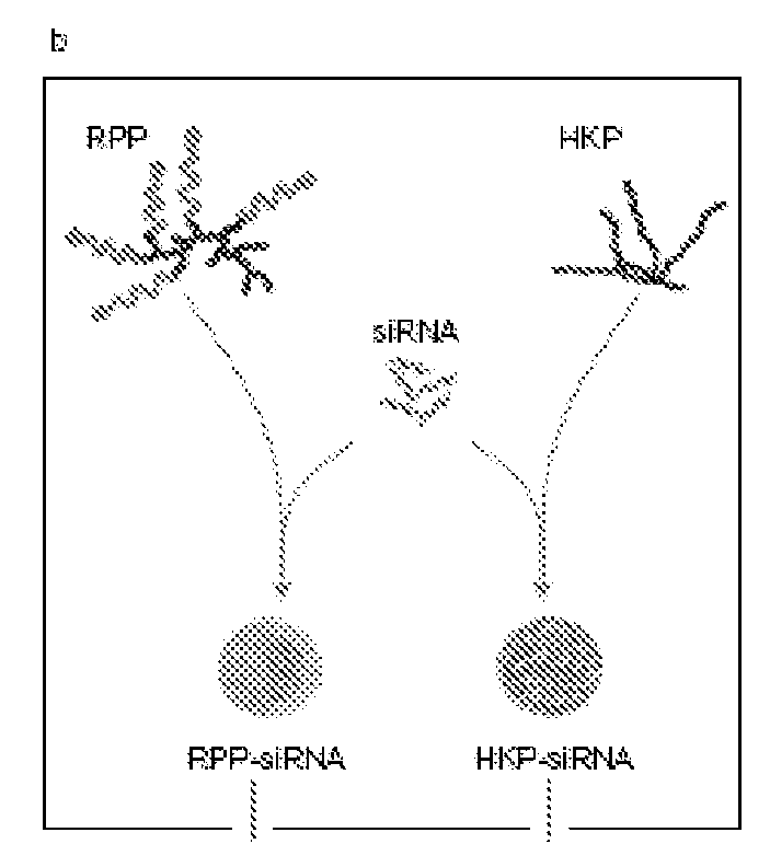 Compositions and Methods Using siRNA Molecules and siRNA Cocktails for the Treatment of Breast Cancer