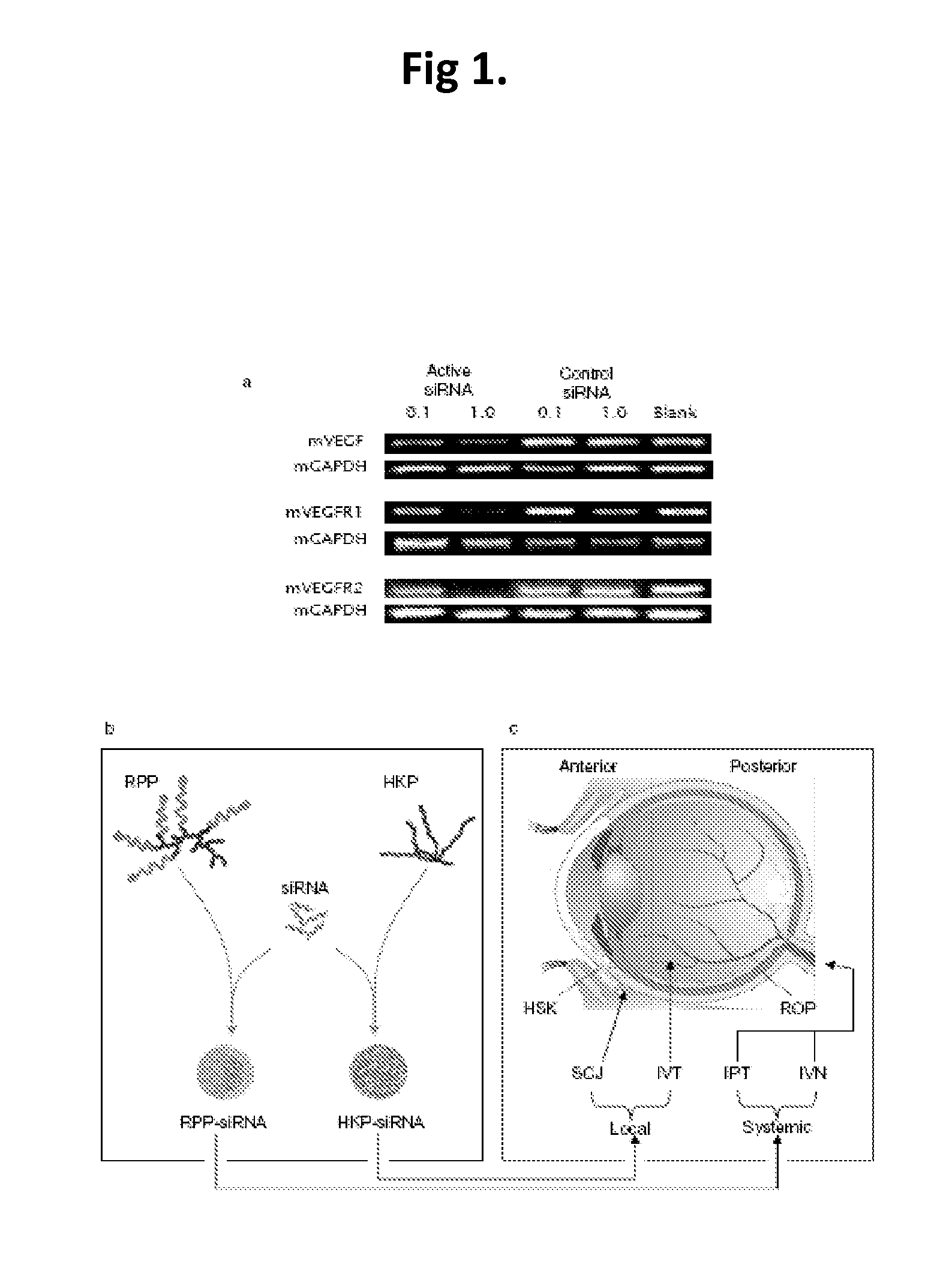 Compositions and Methods Using siRNA Molecules and siRNA Cocktails for the Treatment of Breast Cancer