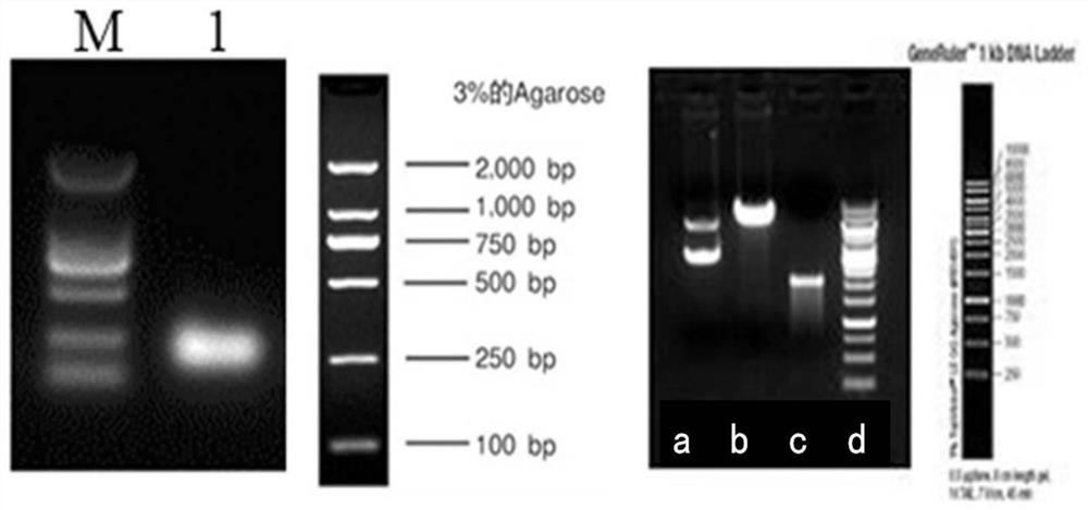 Construction method and application of mir3061 gene rosa26 knock-in heterozygous mouse model