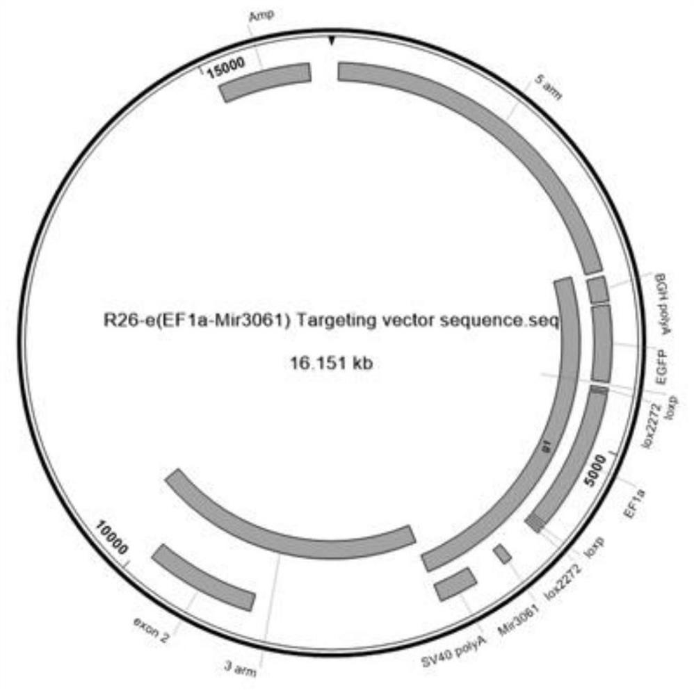 Construction method and application of mir3061 gene rosa26 knock-in heterozygous mouse model