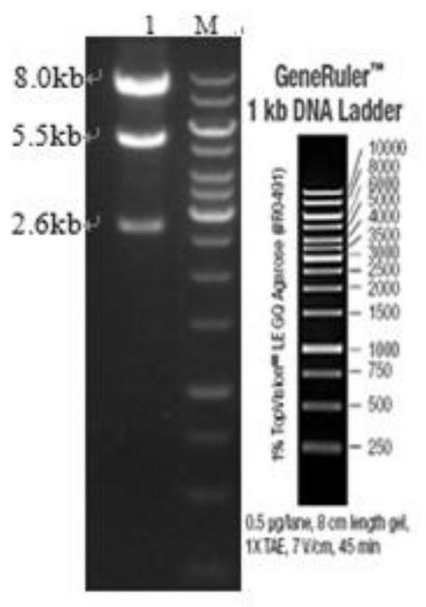 Construction method and application of mir3061 gene rosa26 knock-in heterozygous mouse model