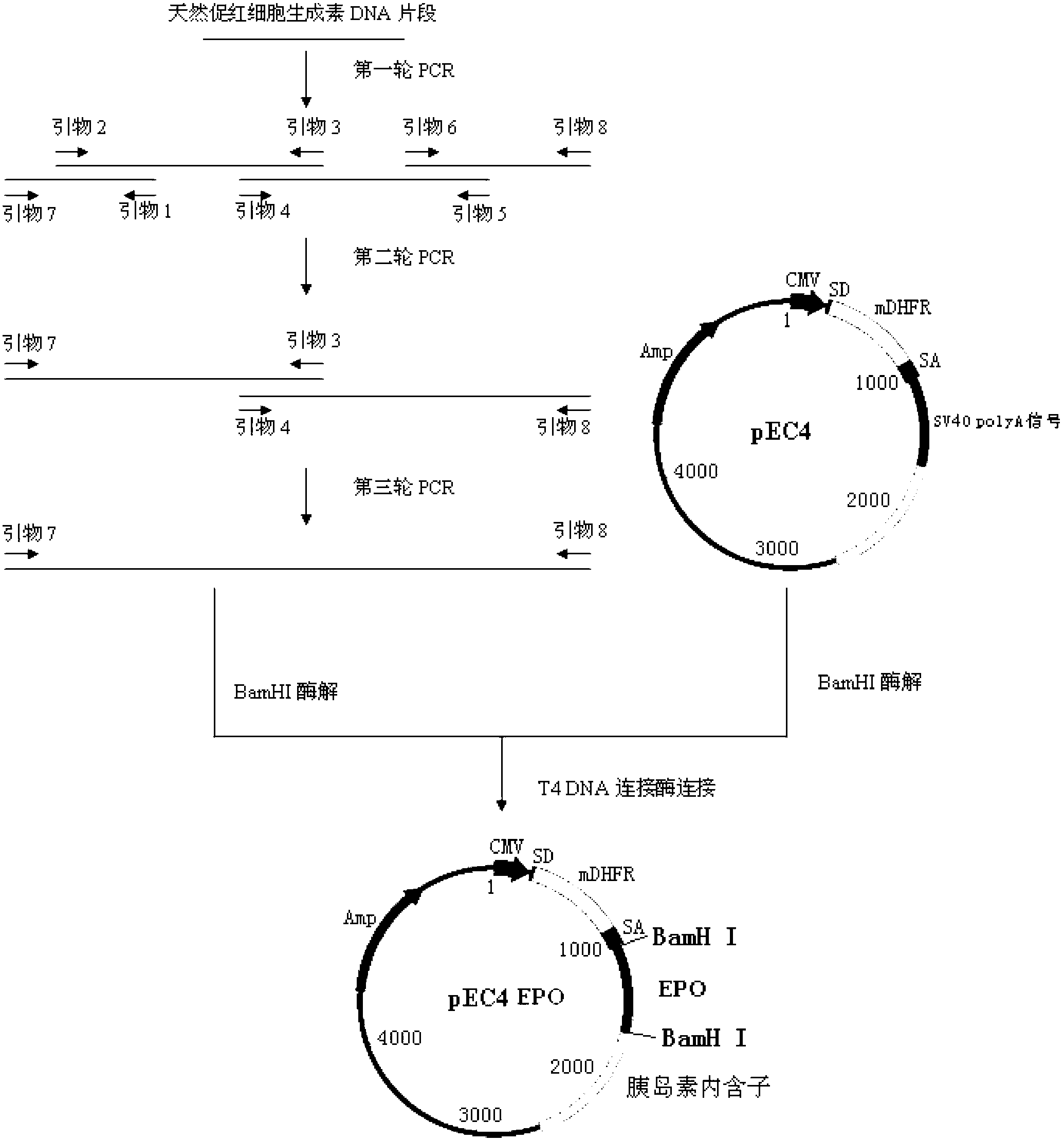 Hemopoietin analogue