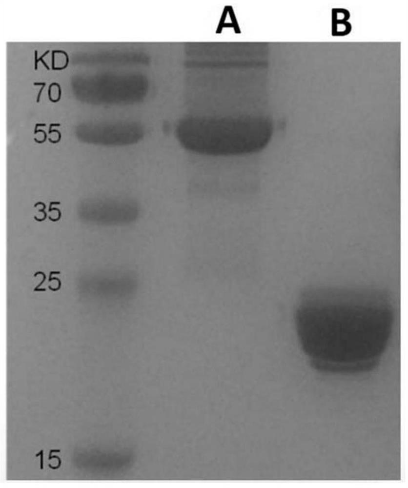 Mers-cov membrane protein receptor binding domain dimer and its encoding gene and application