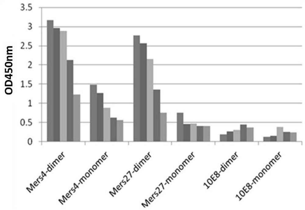 Mers-cov membrane protein receptor binding domain dimer and its encoding gene and application