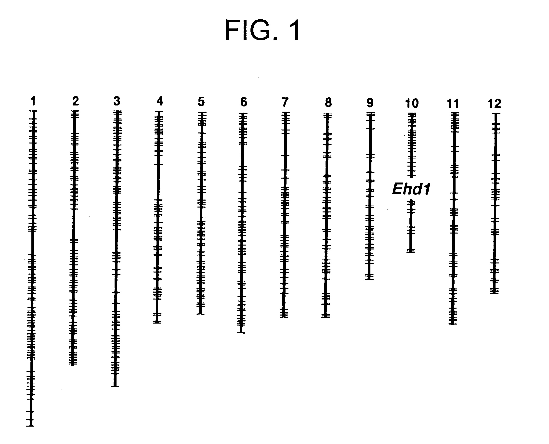 Ehd1gene promoting plant flowering, and utlization thereof