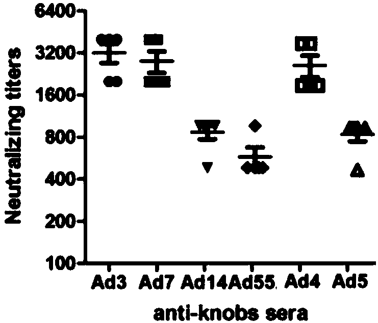 Recombinant expression adenovirus fiber peptide, adenovirus subunit vaccine and preparation method of adenovirus cilia protein peptide