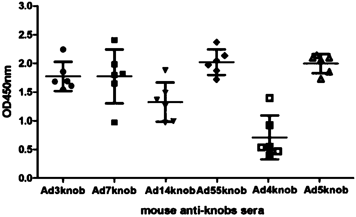 Recombinant expression adenovirus fiber peptide, adenovirus subunit vaccine and preparation method of adenovirus cilia protein peptide