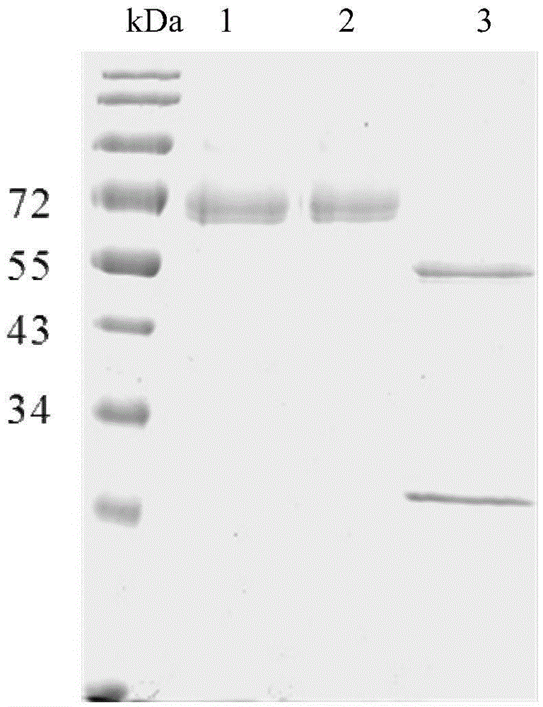 A neutral β-mannanase man26dw1 and its gene and application