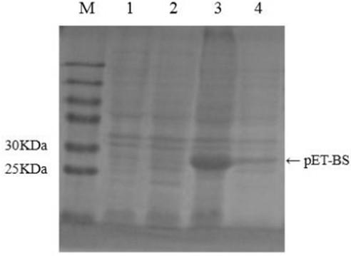 Cloning expression and application of fusion bursin