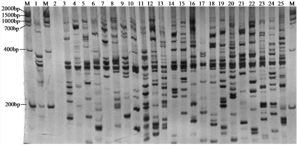 Method for analyzing genetic diversity of Amomum tsao-ko by using inter simple sequence repeat (ISSR) reaction system