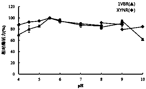Mutant XYNR of extreme heat-resistant xylanase 1VBR and use thereof