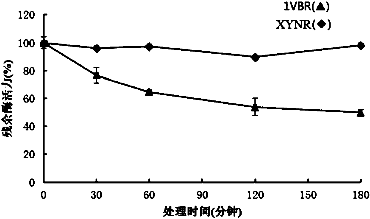 Mutant XYNR of extreme heat-resistant xylanase 1VBR and use thereof