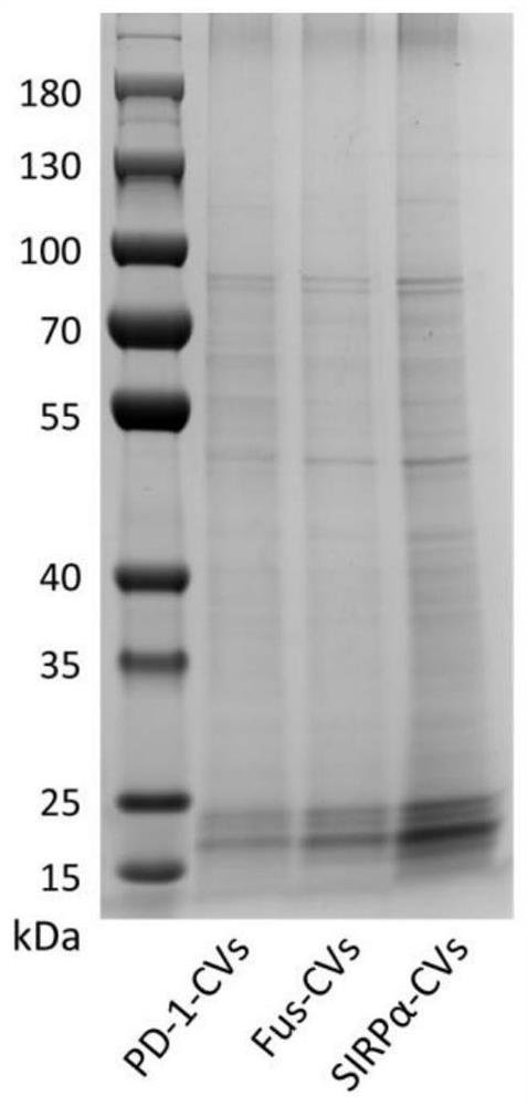 Fusion cell membrane nano-vesicle for tumor immunotherapy as well as preparation method and application of fusion cell membrane nano-vesicle