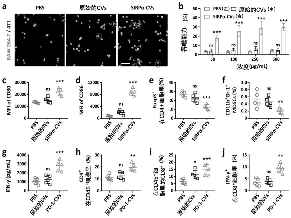 Fusion cell membrane nano-vesicle for tumor immunotherapy as well as preparation method and application of fusion cell membrane nano-vesicle