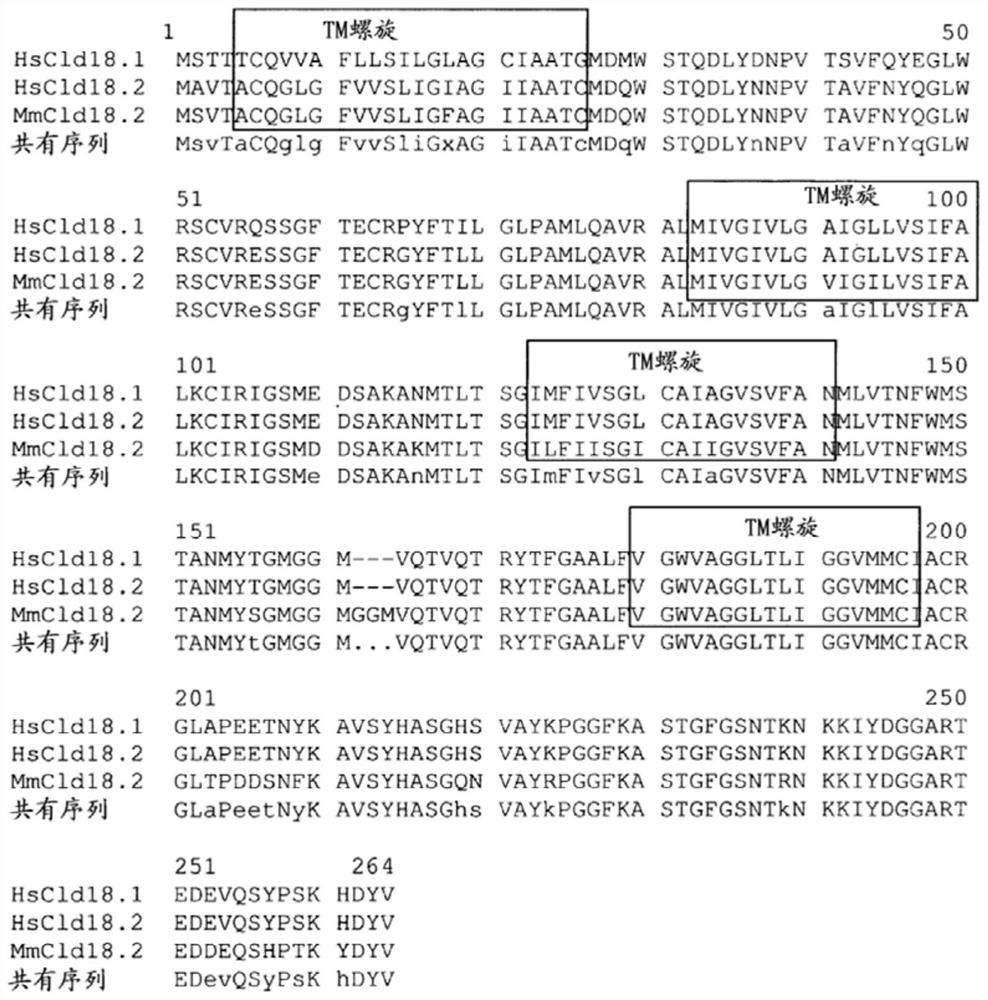 Antibodies against claudin 18.2 for cancer diagnosis