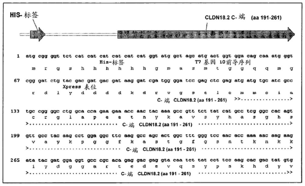 Antibodies against claudin 18.2 for cancer diagnosis