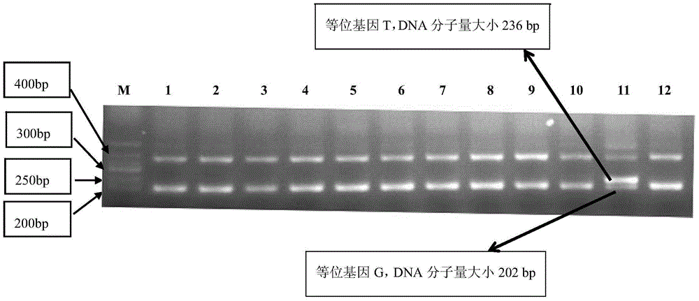 SNP298299 marker significantly correlated with pinctada martensii mollusc part weight and adductor muscle weight, as well as primers and application of SNP298299 marker