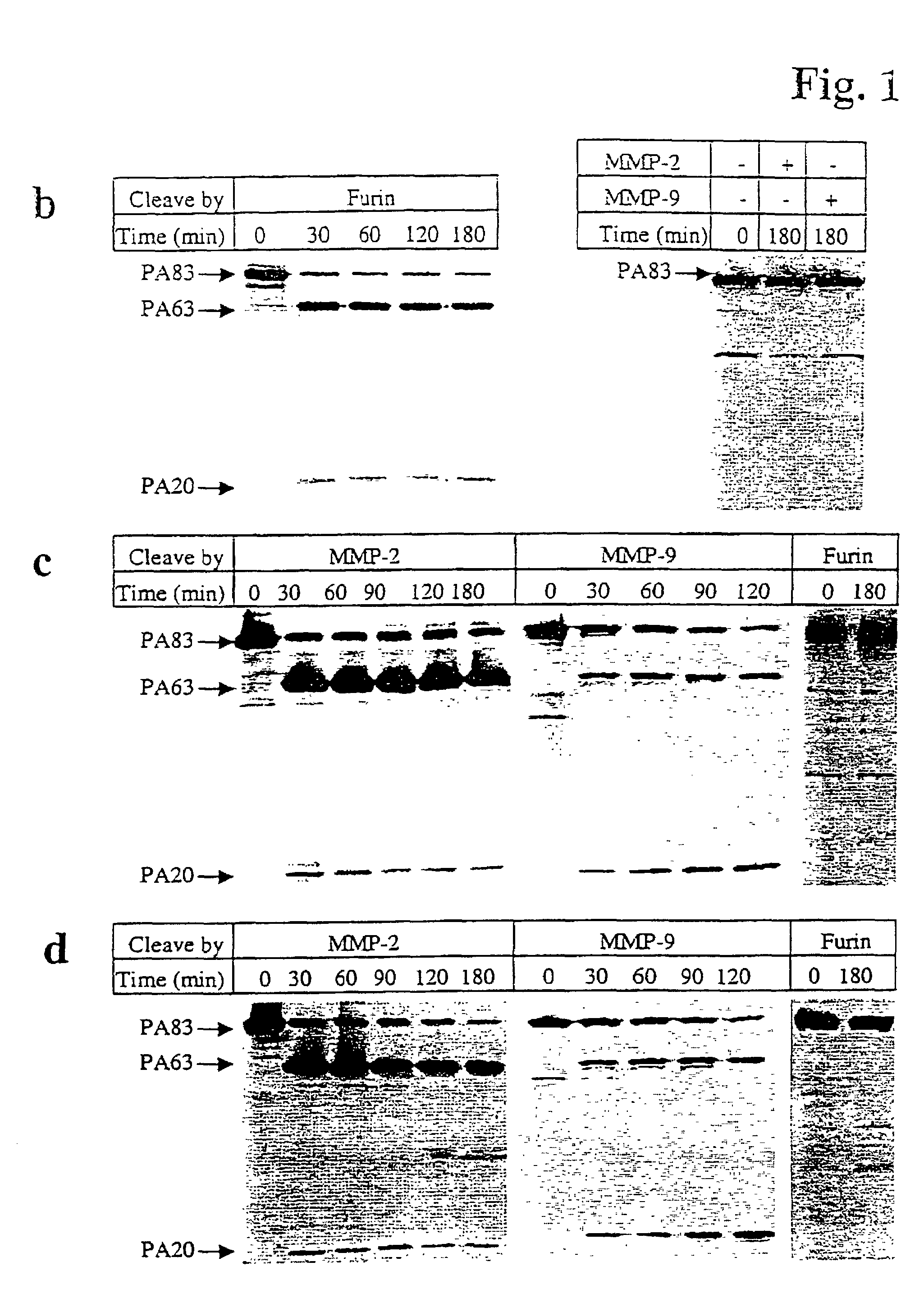 Mutated anthrax toxin protective antigen proteins that specifically target cells containing high amounts of cell-surface metalloproteinases or plasminogen activator receptors