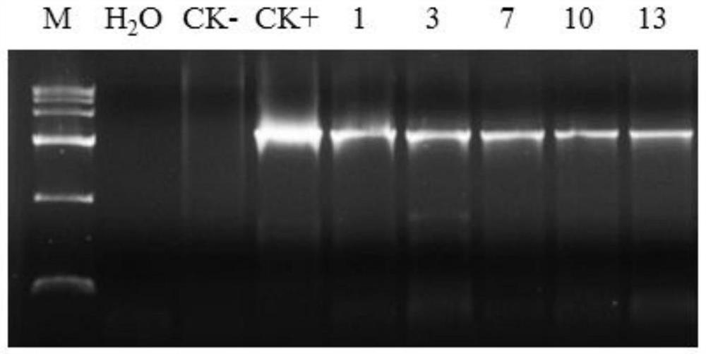 The key gene lhhb9 of somatic radicle elongation of Liriodendron chinensis and its application