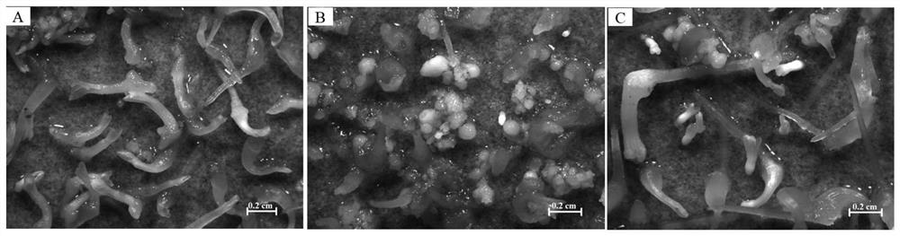 The key gene lhhb9 of somatic radicle elongation of Liriodendron chinensis and its application