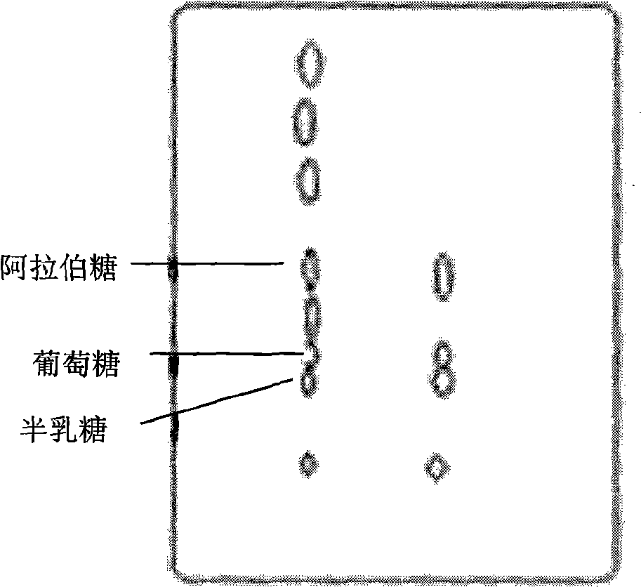 Mistletoe polysaccharide, as well as preparation and use thereof