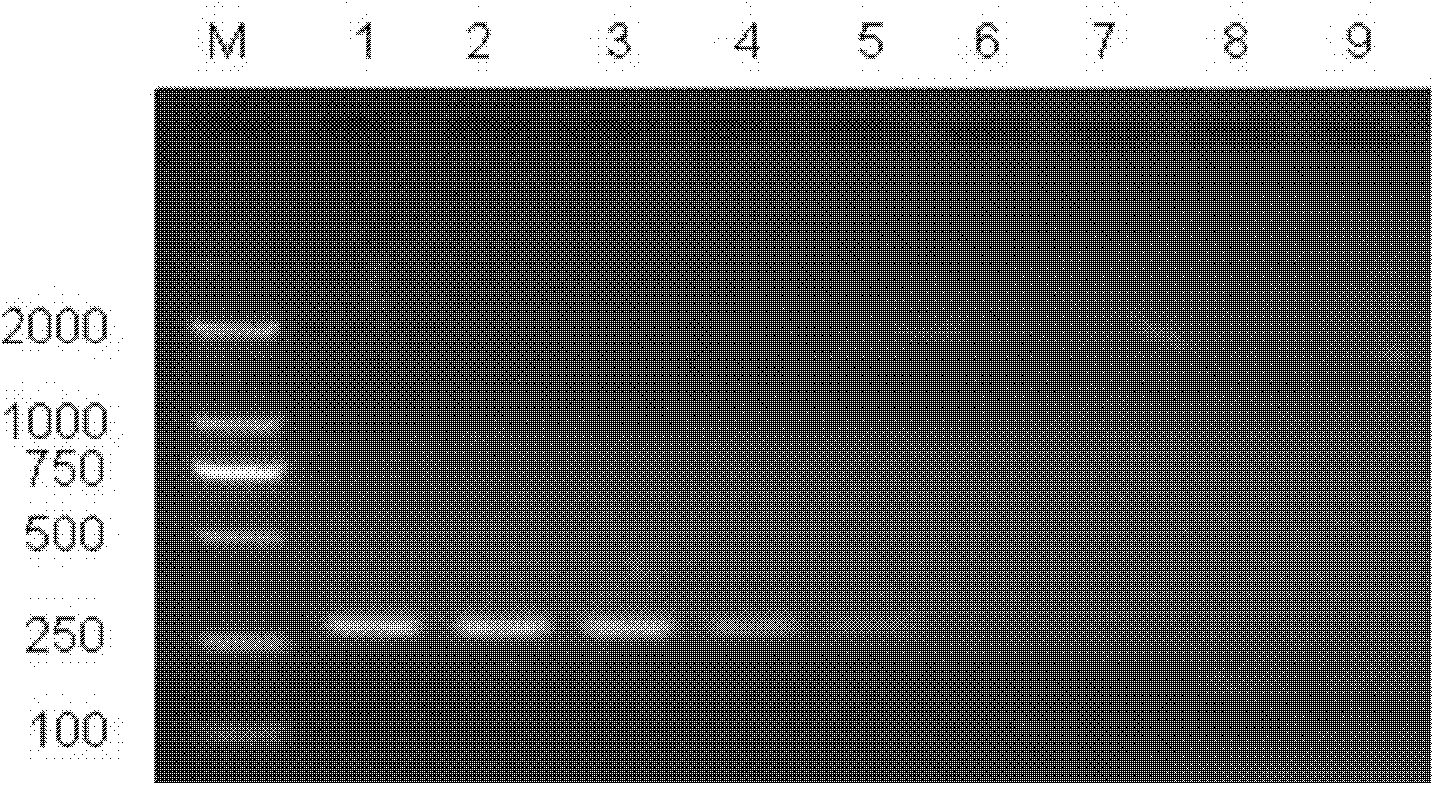 Method for assisting in identifying thrips andrewsi and special primer pair thereof