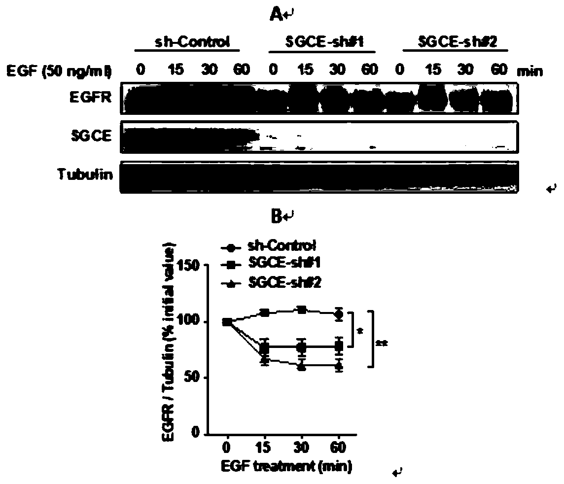Application of reagent for inhibiting SGCE gene