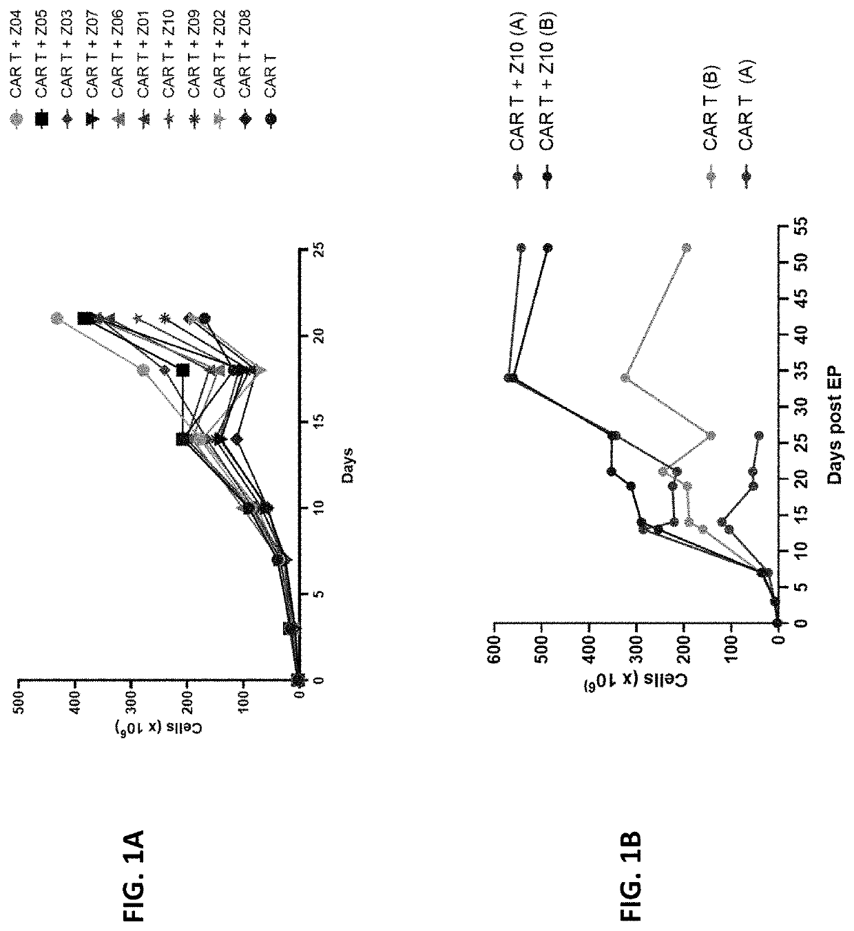 Genetically engineered t cells with regnase-1 and/or tgfbrii disruption have improved functionality and persistence