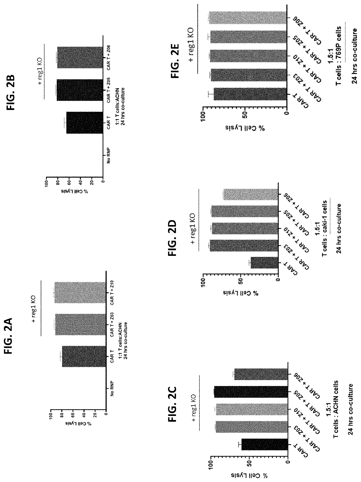 Genetically engineered t cells with regnase-1 and/or tgfbrii disruption have improved functionality and persistence