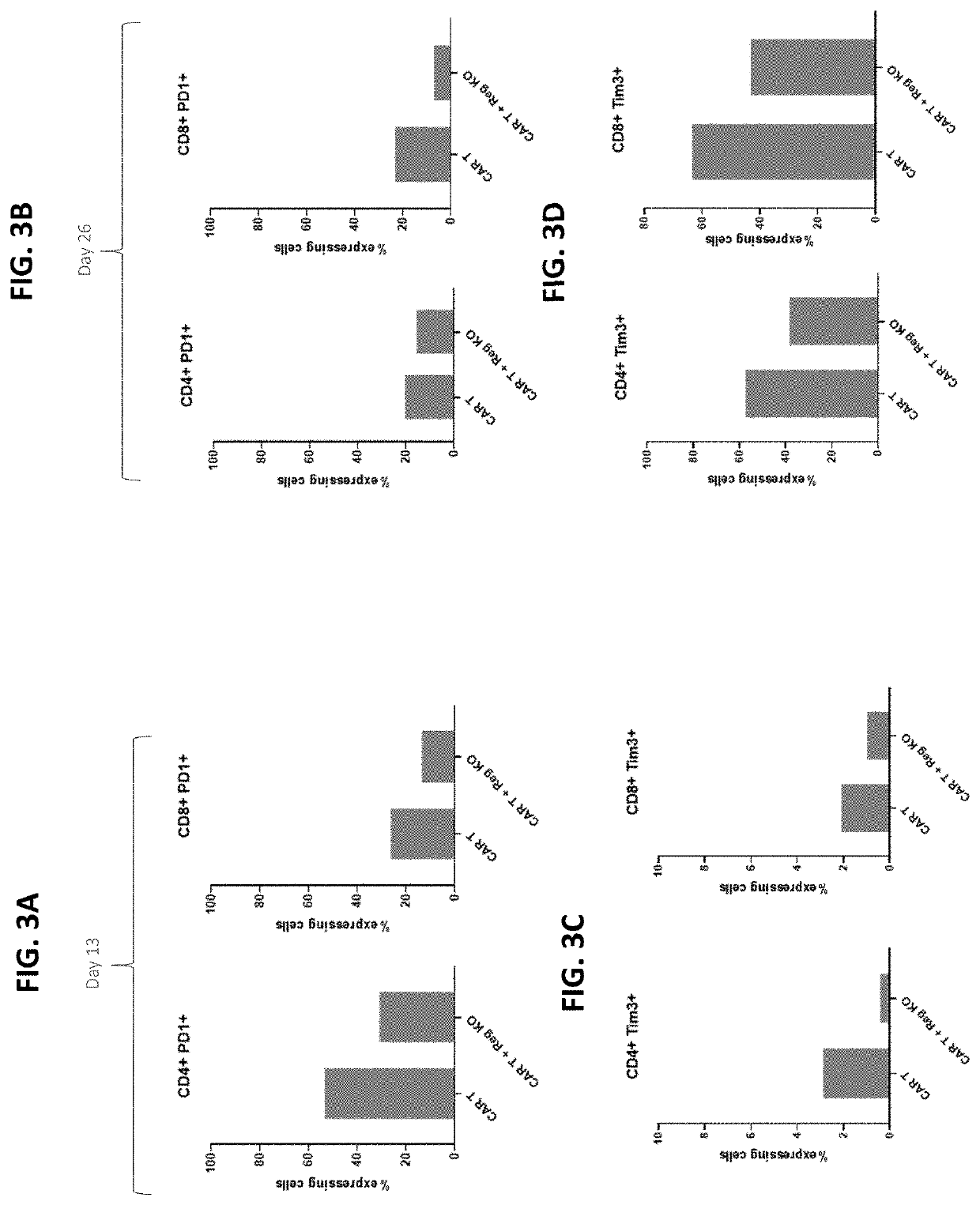 Genetically engineered t cells with regnase-1 and/or tgfbrii disruption have improved functionality and persistence