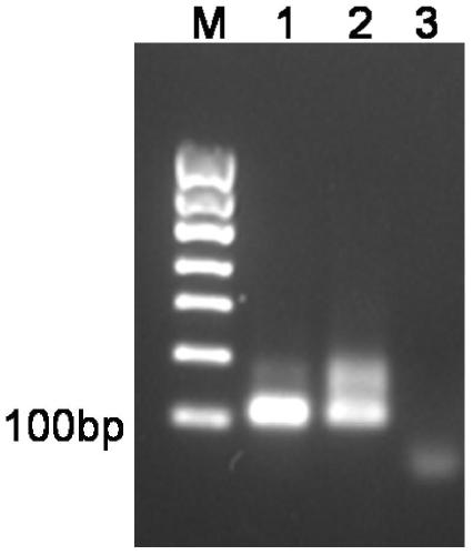 Chlorotoxin polypeptide-ferritin heavy chain fusion protein, self-assembled protein nanocage and its preparation method and application