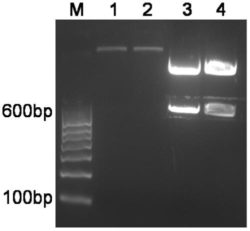 Chlorotoxin polypeptide-ferritin heavy chain fusion protein, self-assembled protein nanocage and its preparation method and application