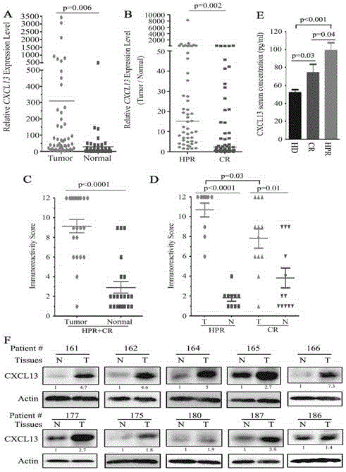 CXCL13 oncoprotein and application of targeted medicine for CXCL13 oncoprotein in tumor aspect