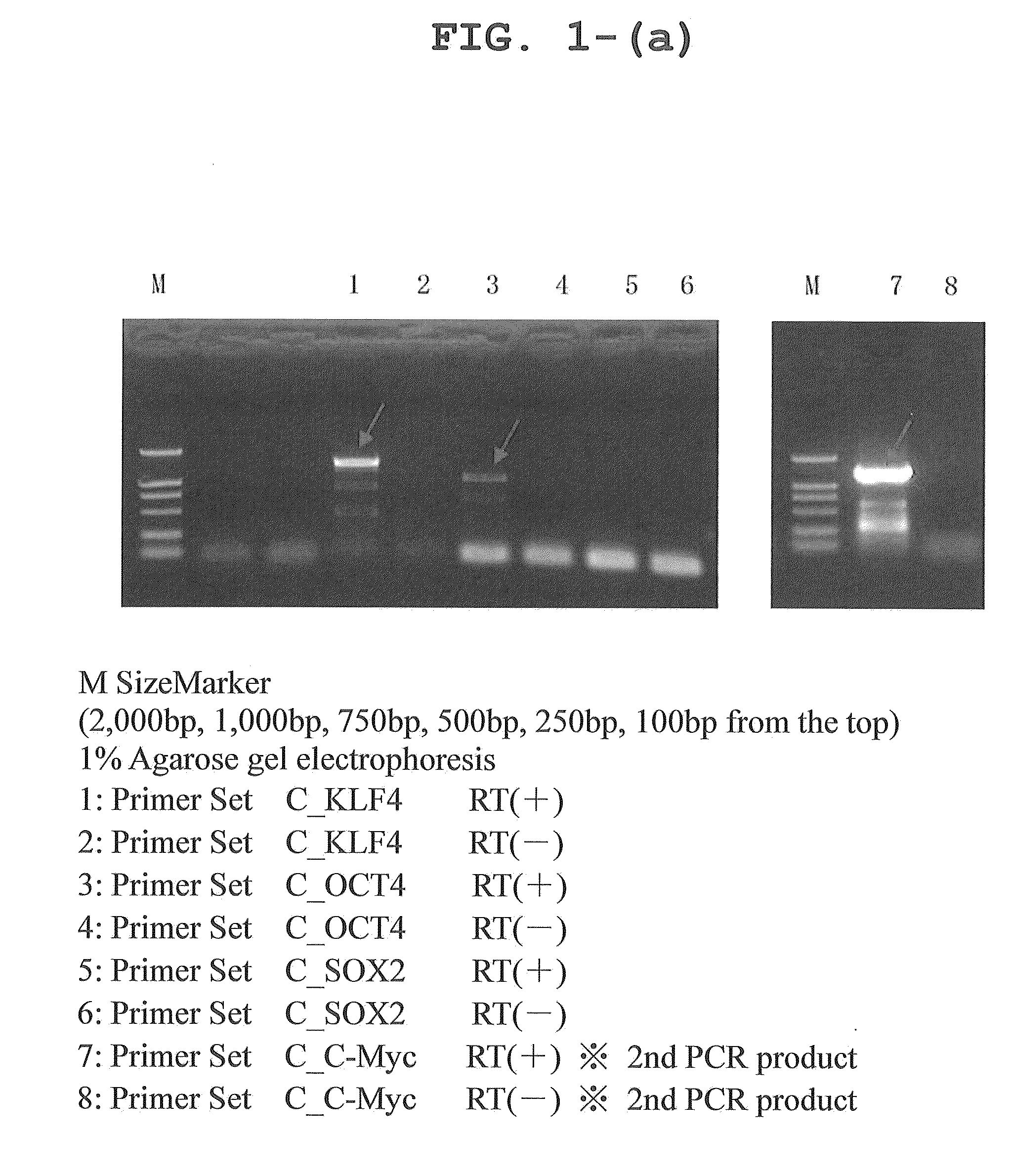 CANINE iPS CELLS AND METHOD OF PRODUCING SAME