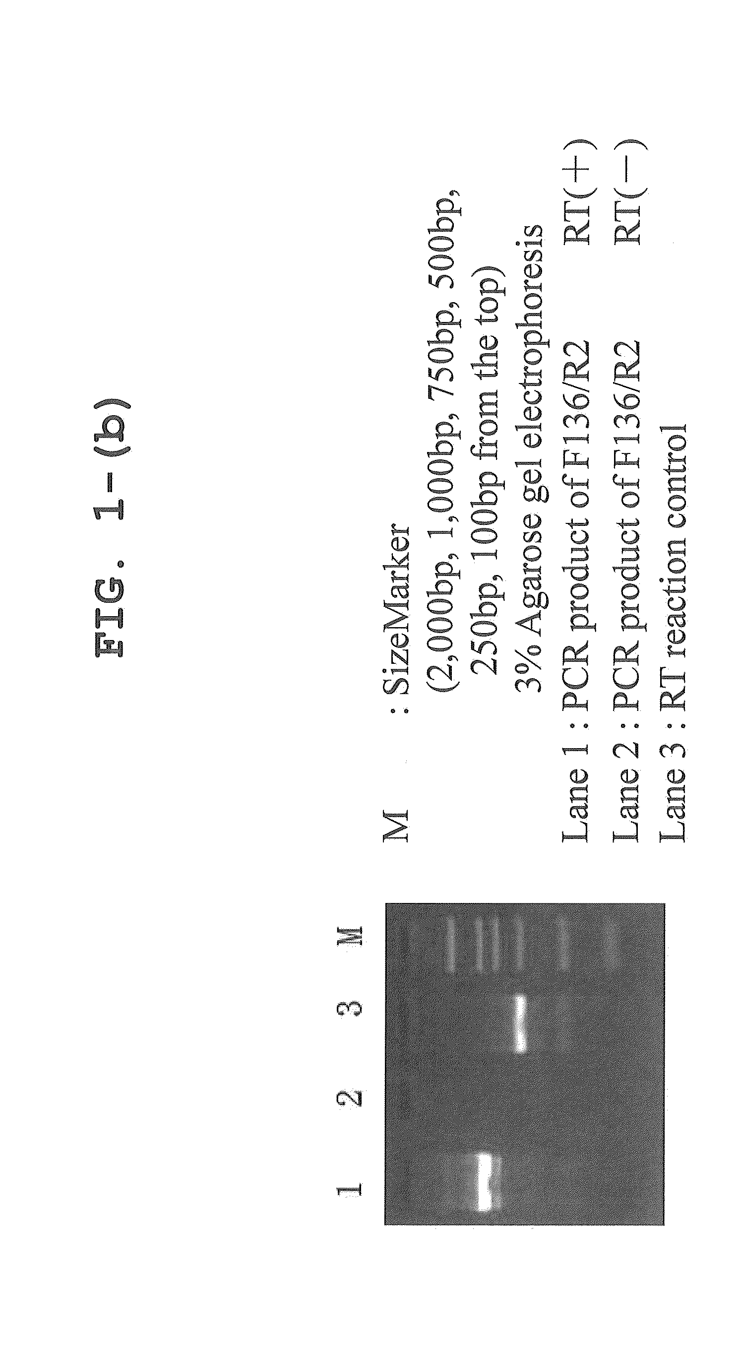 CANINE iPS CELLS AND METHOD OF PRODUCING SAME
