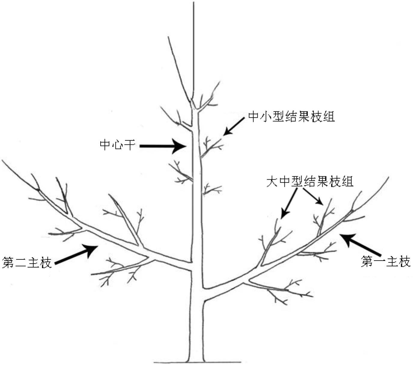 Downward-arrowhead-shaped tree shape of pear tree and shaping method for same