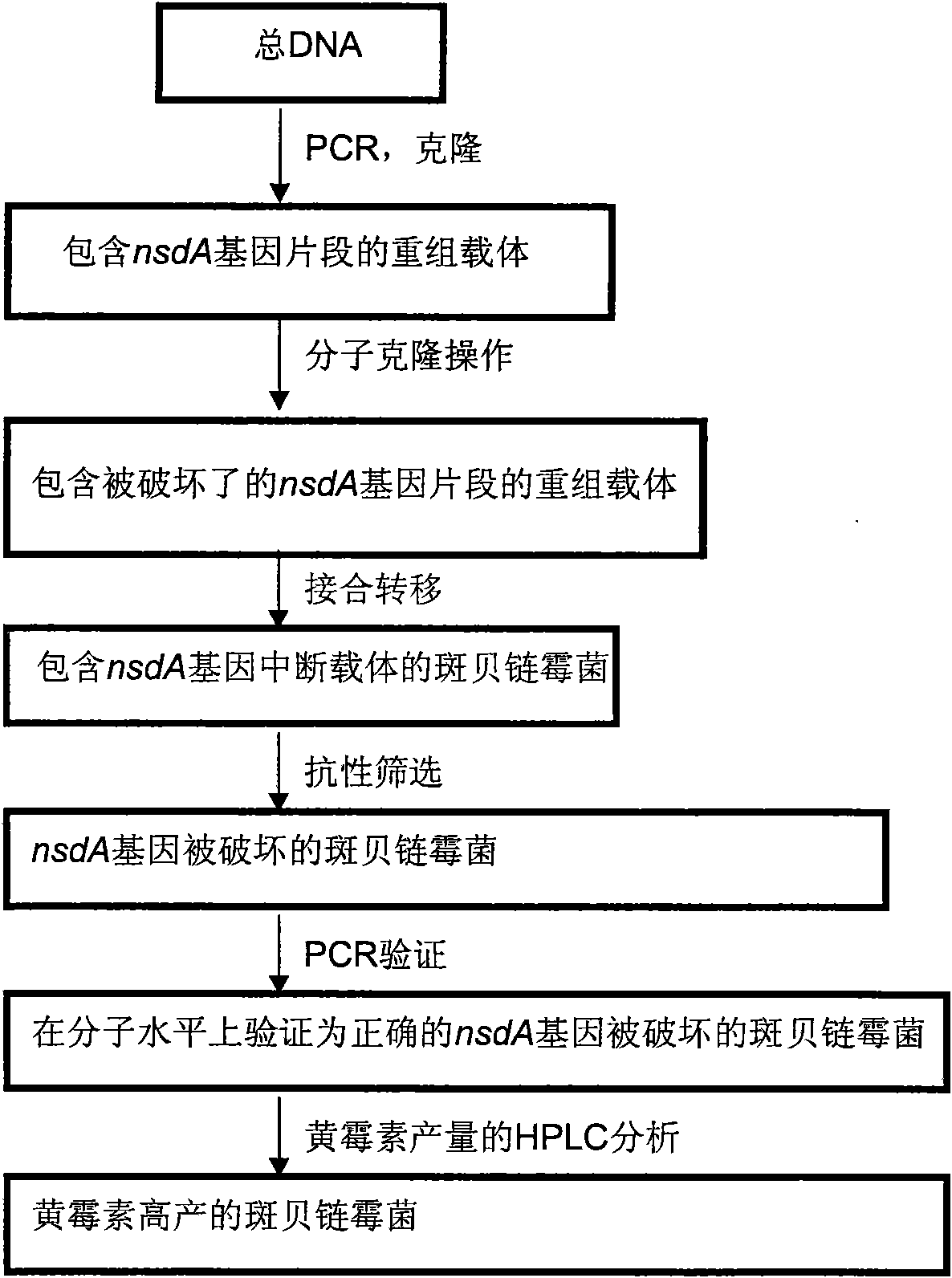 Method for improving streptomyces bambergiensis bambermycin yield and bacterial strain