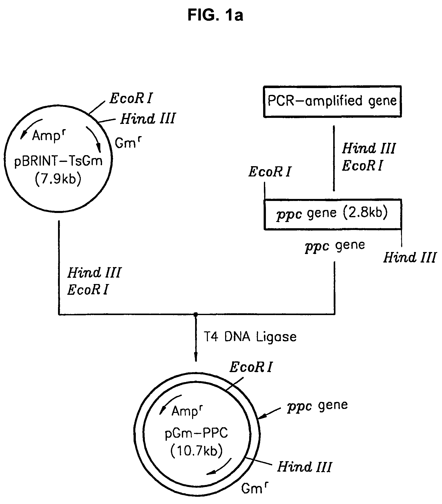 Method for L-threonine production