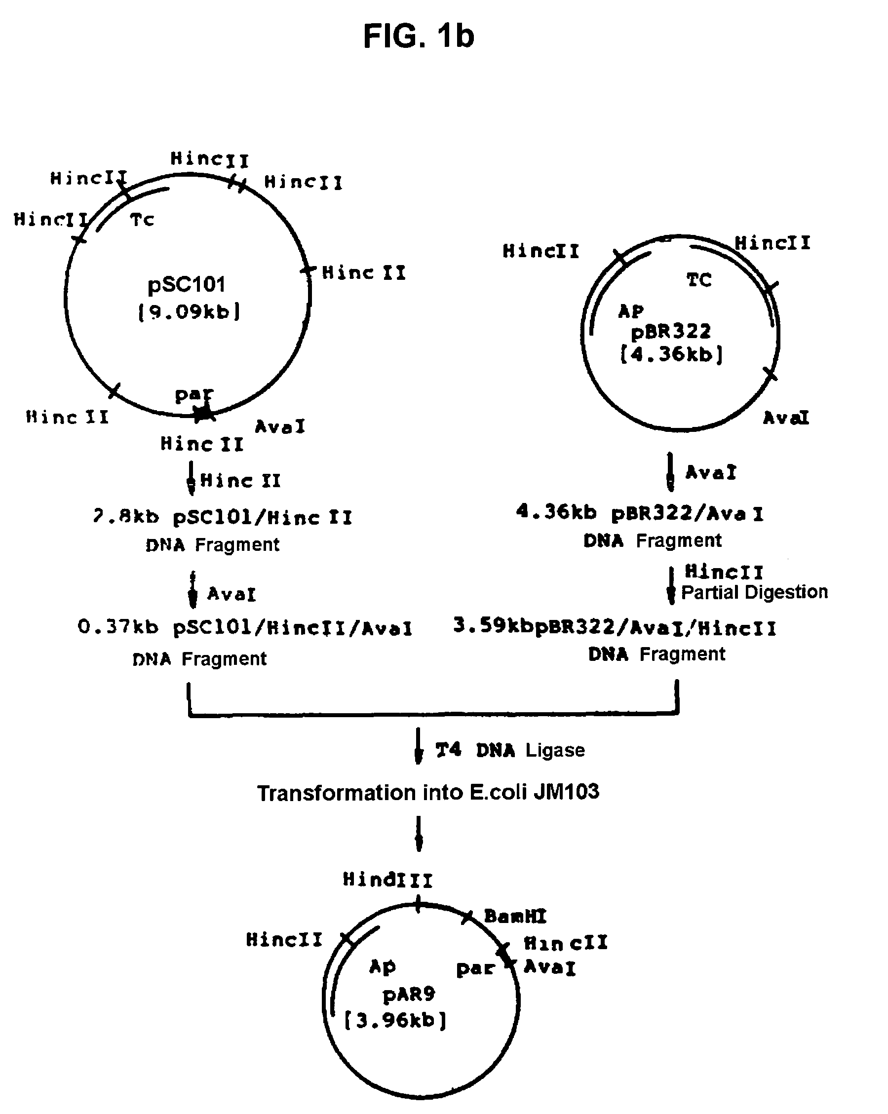 Method for L-threonine production