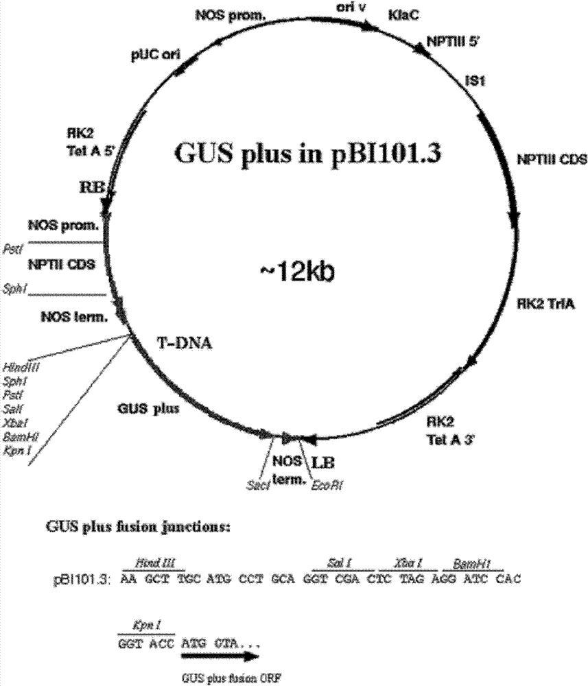 Promoter of OsRTS1 (oryza sativa root tip specific 1) gene and application thereof