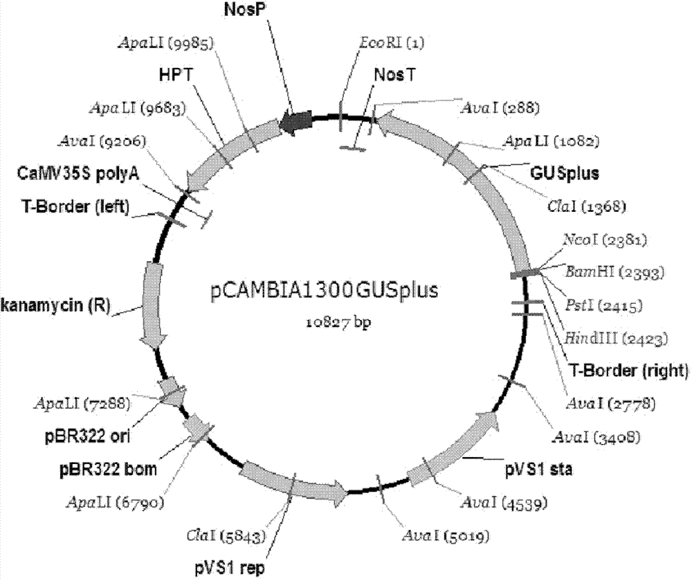 Promoter of OsRTS1 (oryza sativa root tip specific 1) gene and application thereof