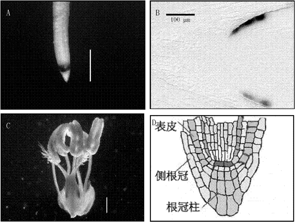 Promoter of OsRTS1 (oryza sativa root tip specific 1) gene and application thereof