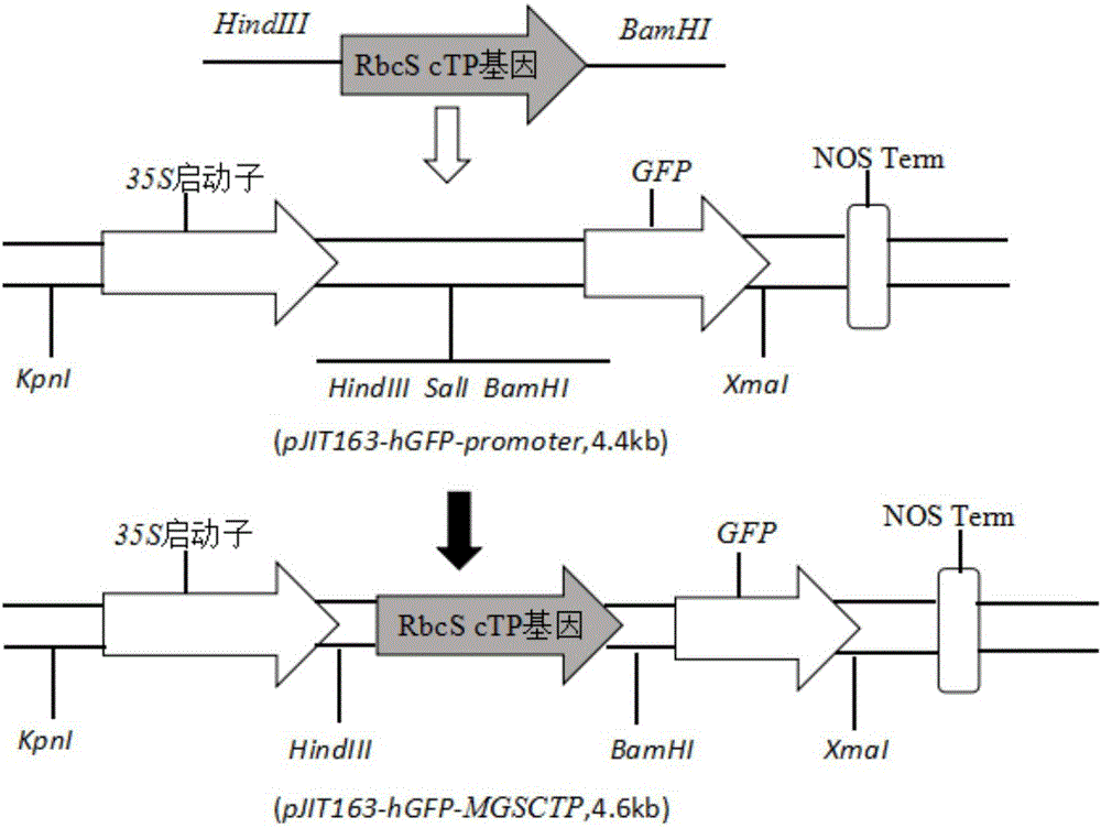 Embedded RbcS cTP gene and expression vector and application thereof